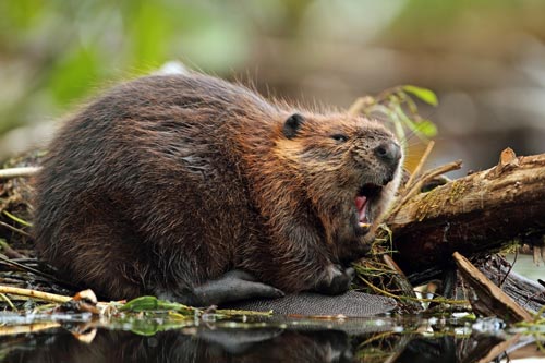 beaver building a dam